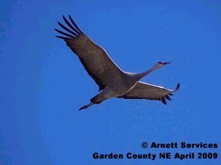 Sandhills crane in flight